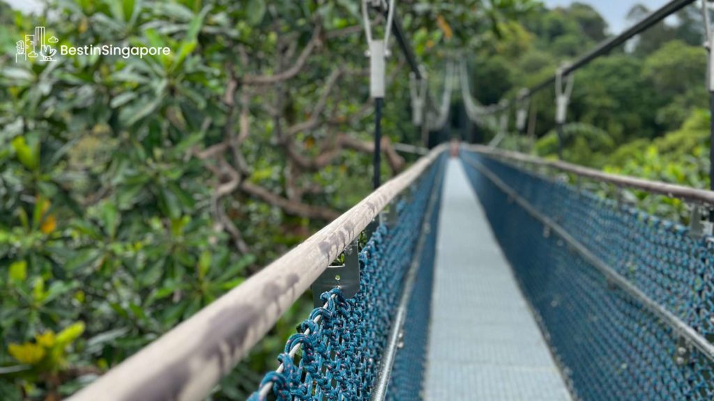 TreeTop Walk