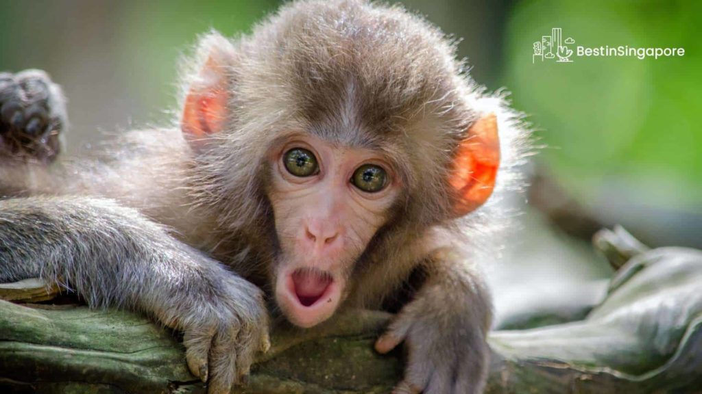 What are some of the animals and plants I can find in MacRitchie Reservoir