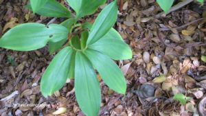 Asian Spiral Ginger