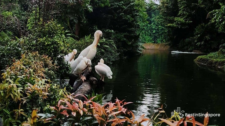 Beauty of the Wilderness Wildlife You Can See in Singapore