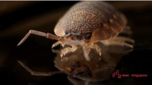 Bed Bugs