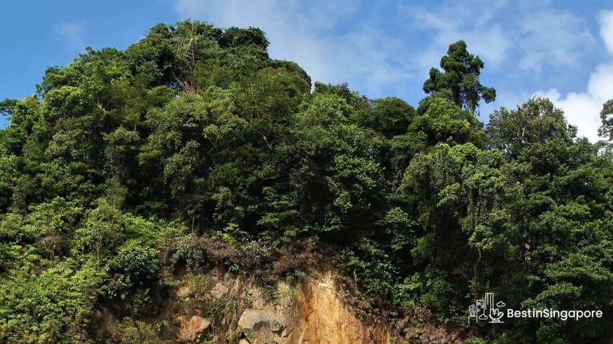 Bukit Timah Nature Reserve
