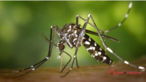 Dengue-causing Mosquitoes