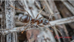 Fire Ants
