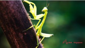 Praying Mantises