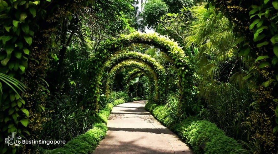 Singapore Botanic Gardens 2