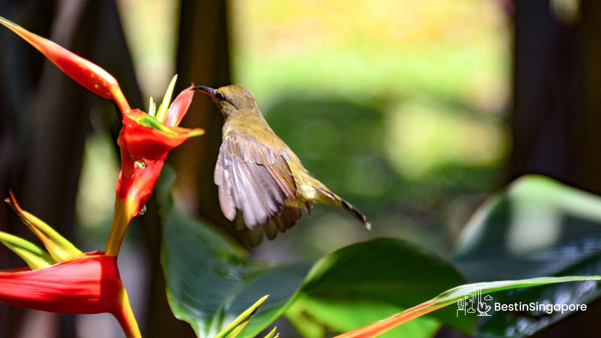 Singapore Botanic Gardens