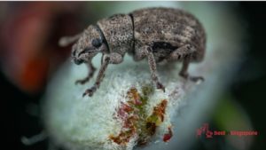 Singapore Tiger Beetle