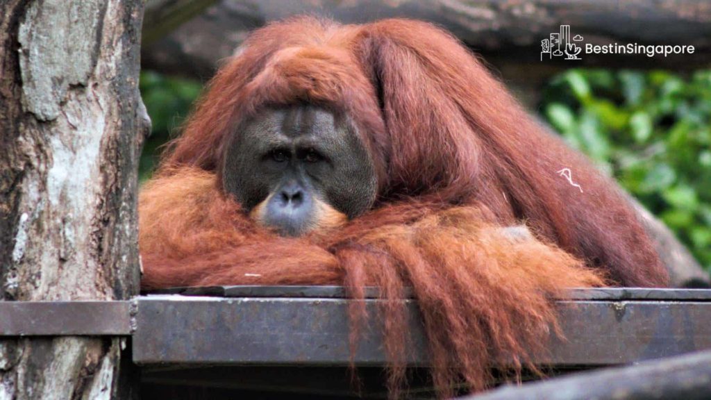 Tips to Consider When Dealing with Wildlife in Singapore