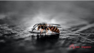 Wasps