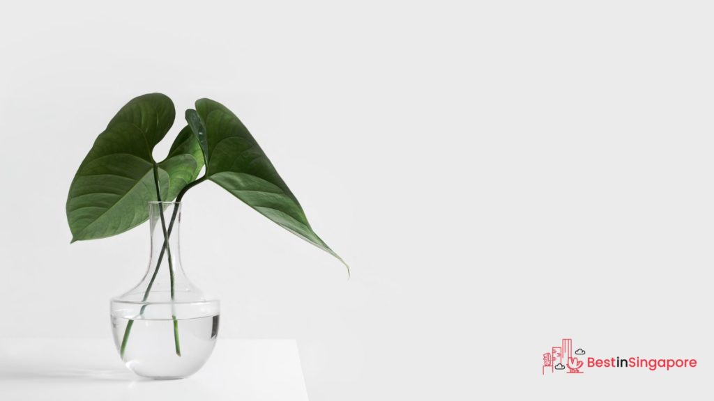 What native plants can I see in Singapore