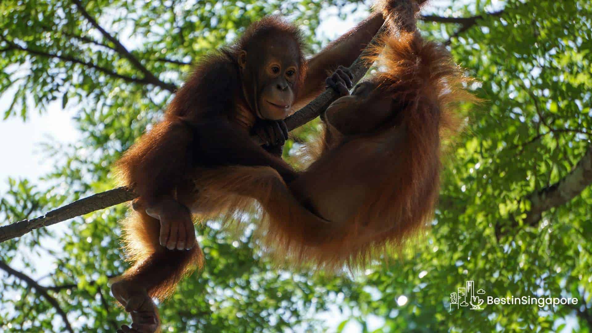 Where can I find wildlife in Singapore