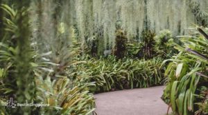 Where do I find plants in Singapore