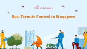 Good Riddance Top 13 Termite Control Service in Singapore