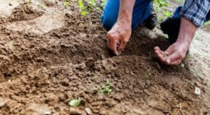 Landscape Gardener
