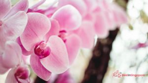 A Haven of Flowers The National Orchid Garden Experience