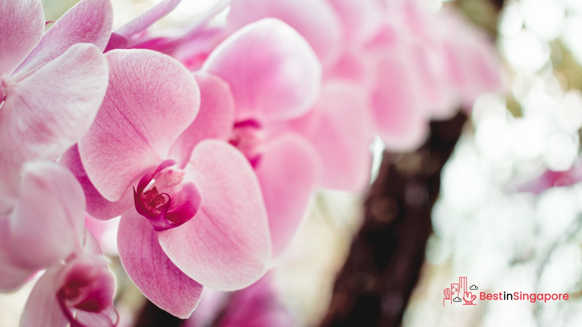 A Haven of Flowers The National Orchid Garden Experience