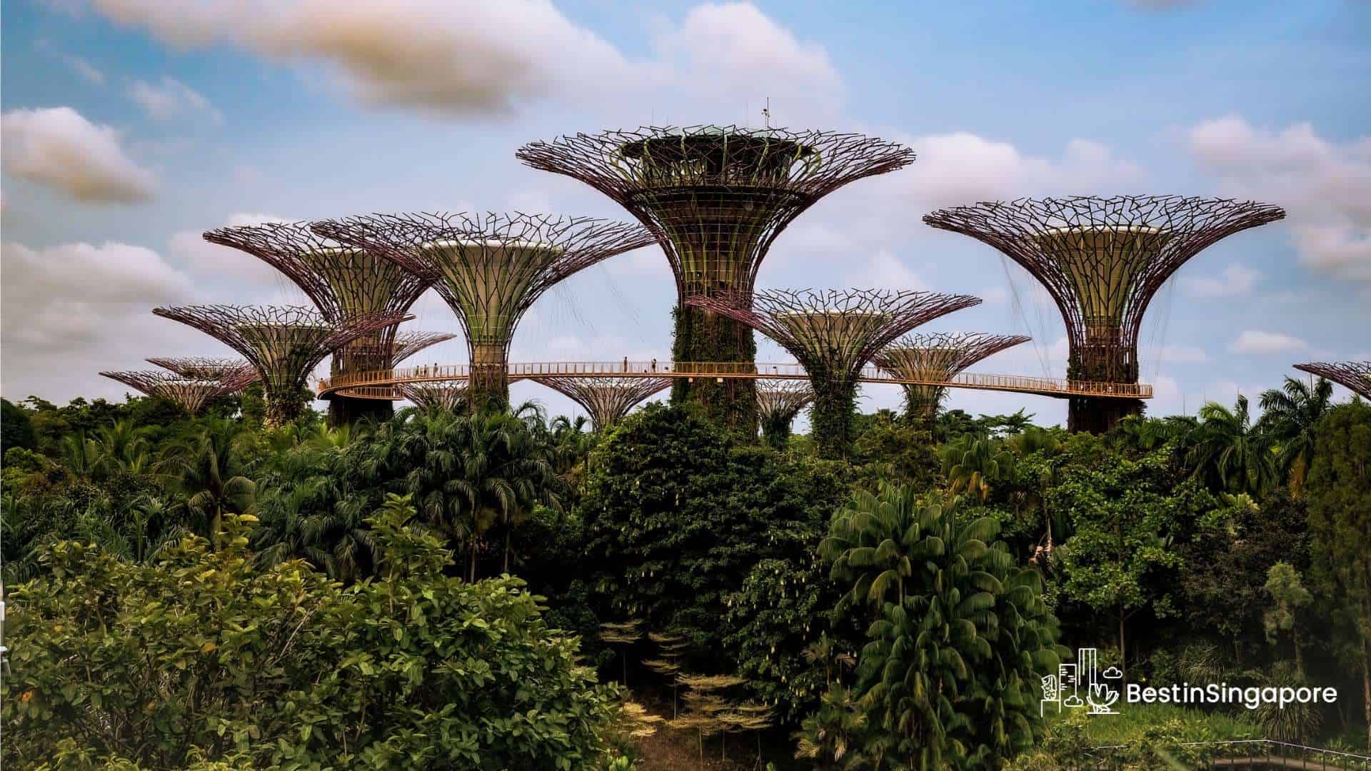 A Unique and Majestic Sight The Supertree Grove Experience