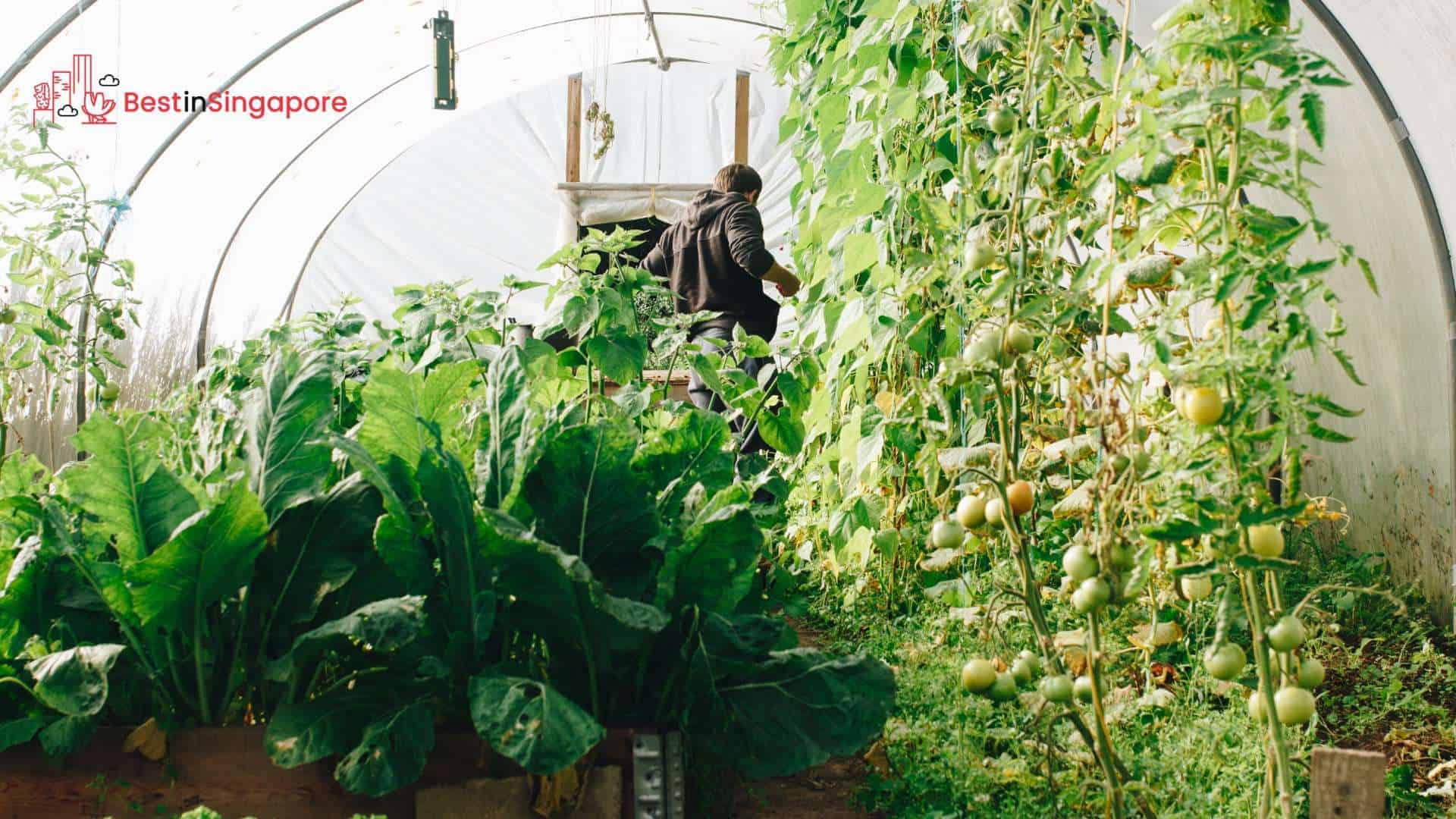 Embracing the Country Lifestyle The Best Farms in Singapore
