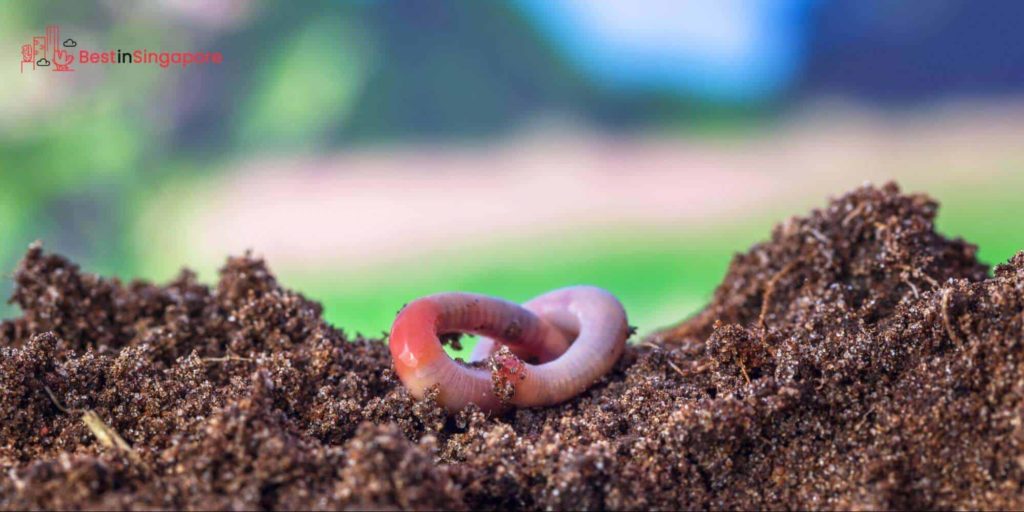 Maggots and earthworms were main ingredients in laksa