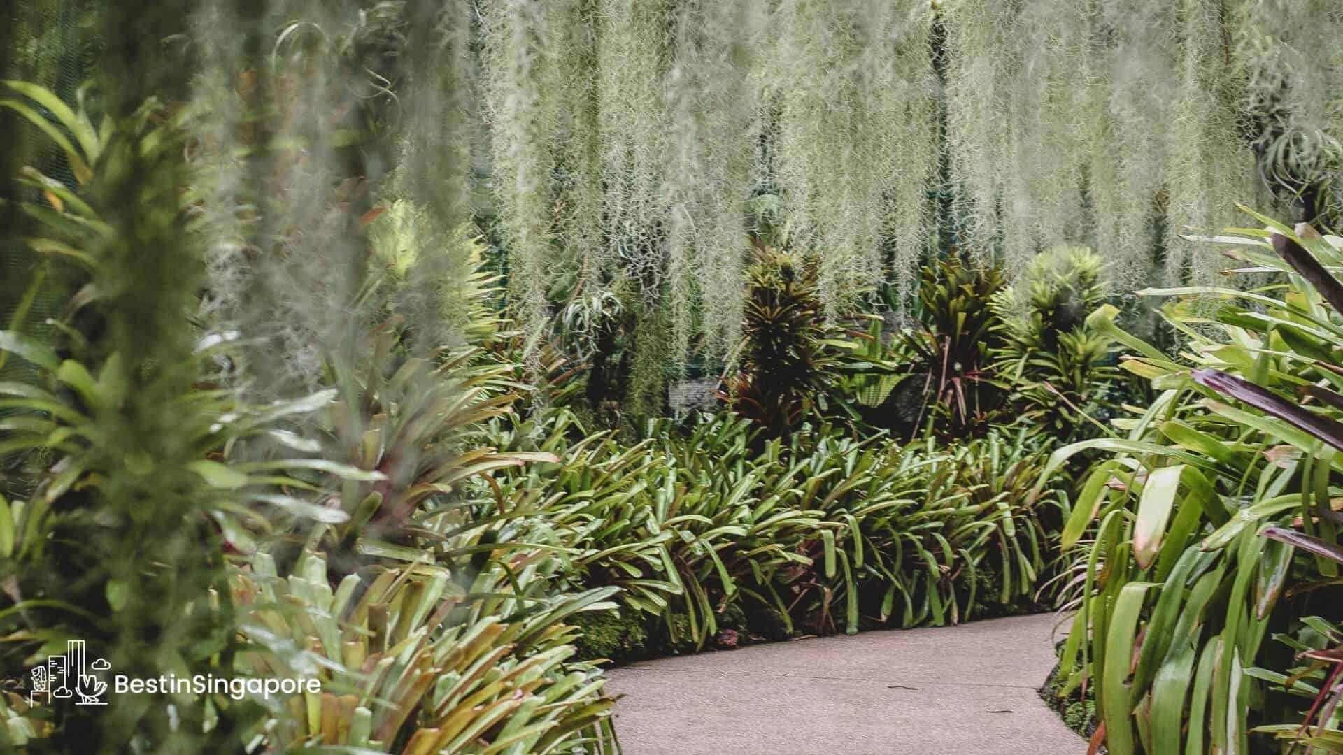 Nature at Its Finest The Best Gardens in Singapore