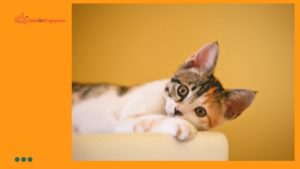 Purrfectly Picked How to Adopt a Cat in Singapore