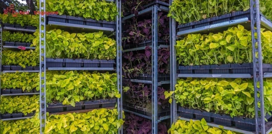 Singapore’s Temasek Rice is grown in vertical farms