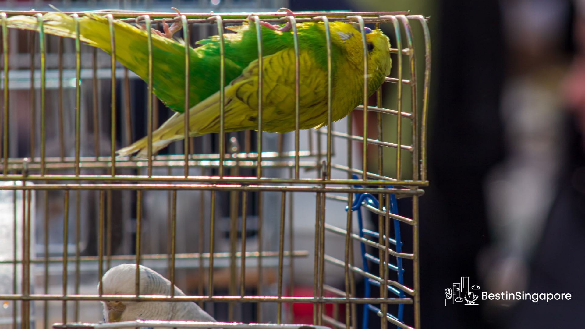 A Symphony of Birds