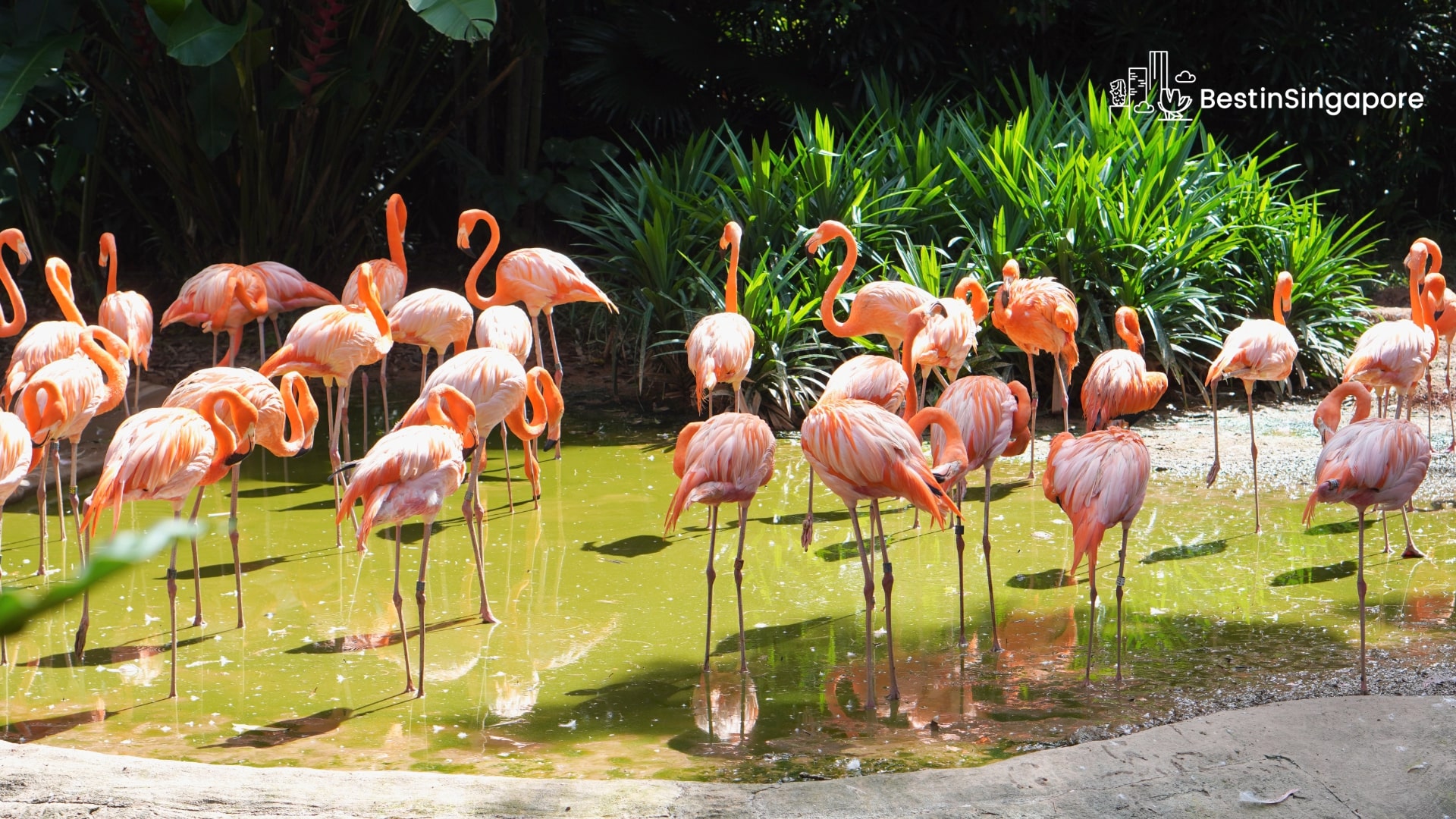 Fly Away to Bird Paradise in Singapore