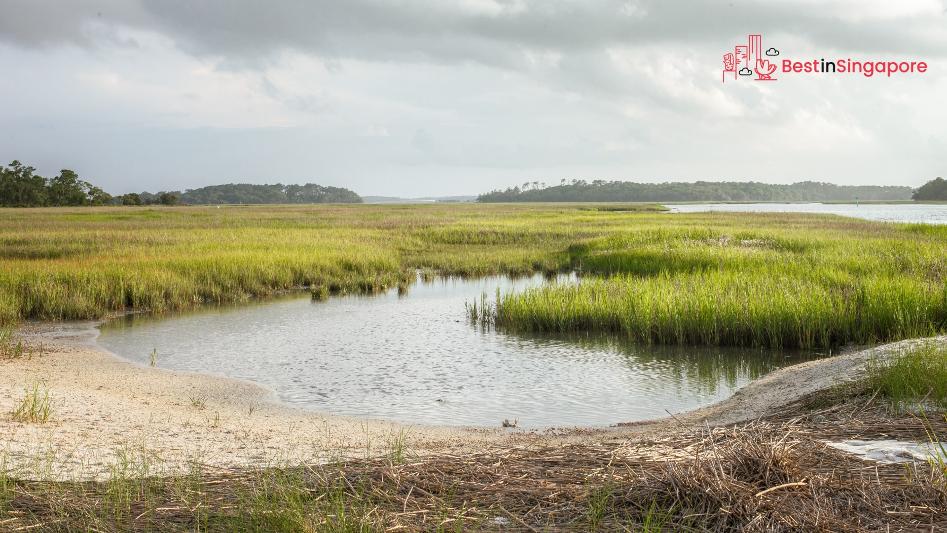 Your Guide to Kranji Marshes