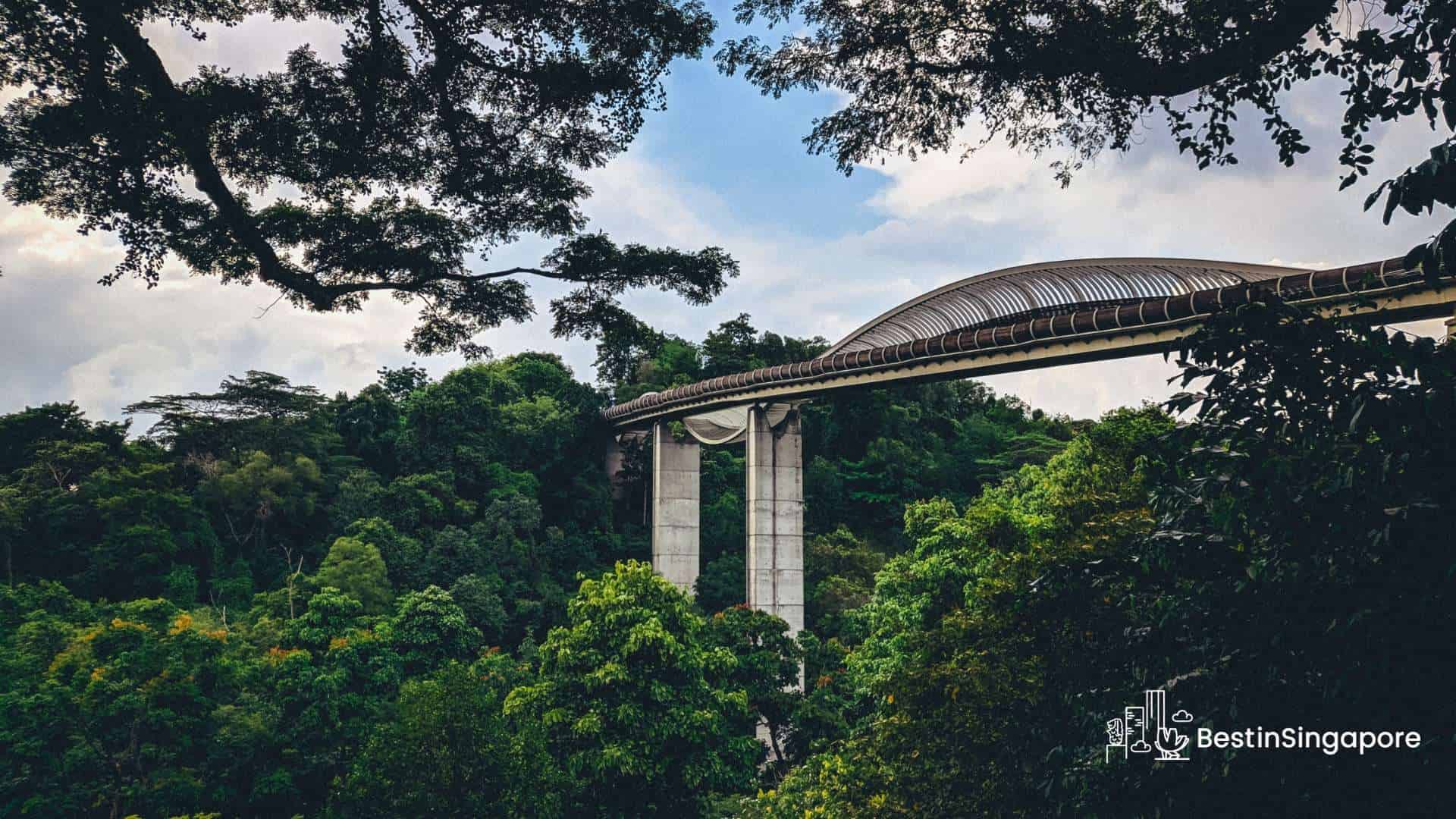A Bridge Amongst Greenery Your Guide to Henderson Waves