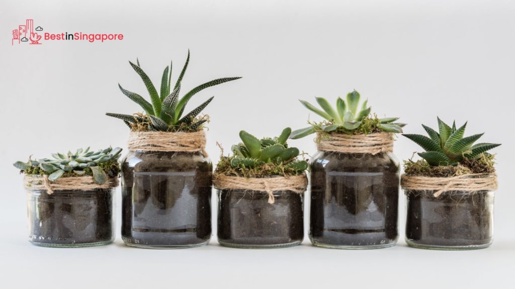House Plants