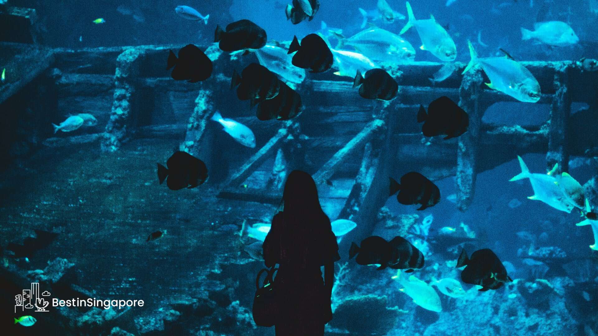 Under the Sea A Guide to the S.E.A. Aquarium in Singapore