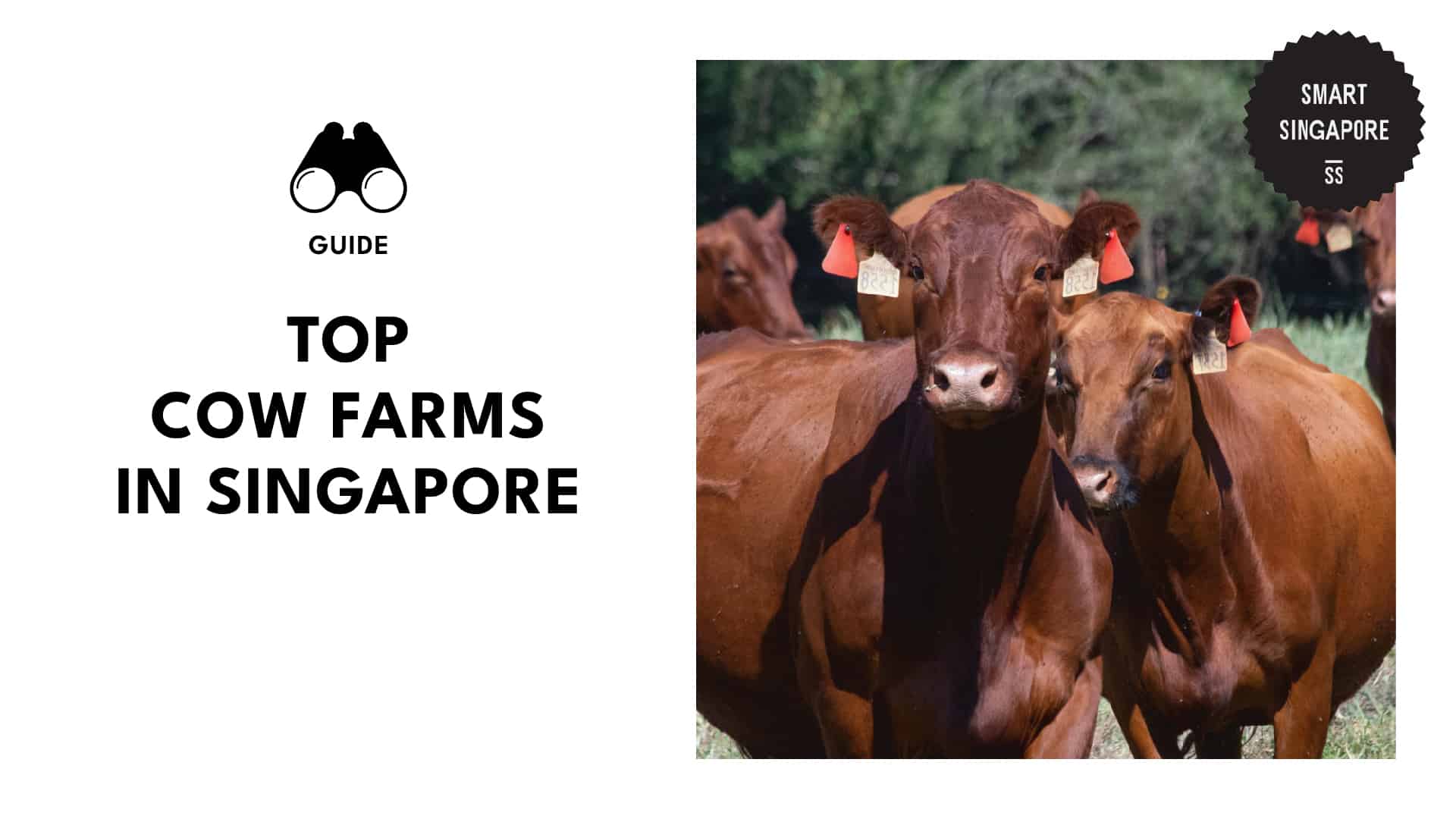 Best Cow Farms in Singapore