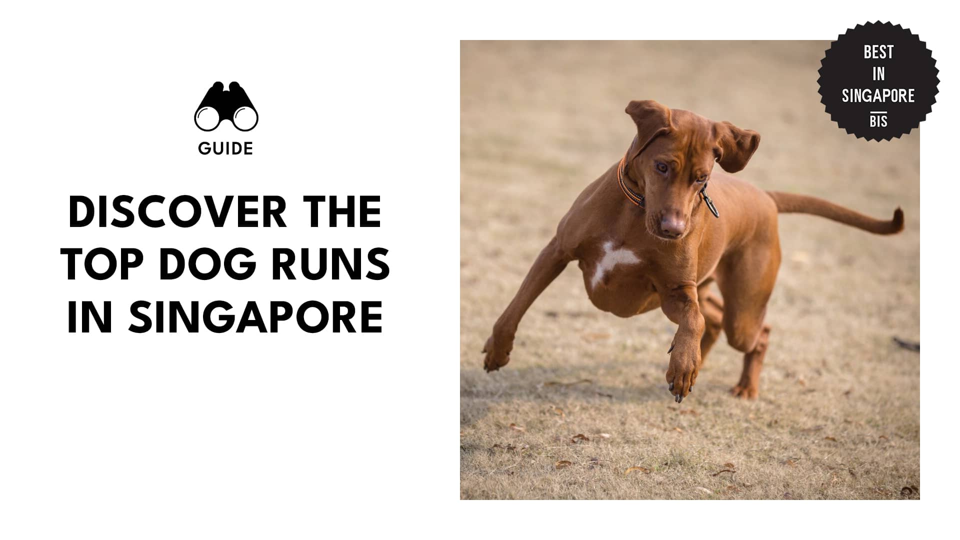 Discover the Top Dog Runs in Singapore
