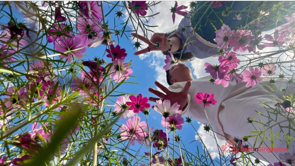 spring-blossoms-banner
