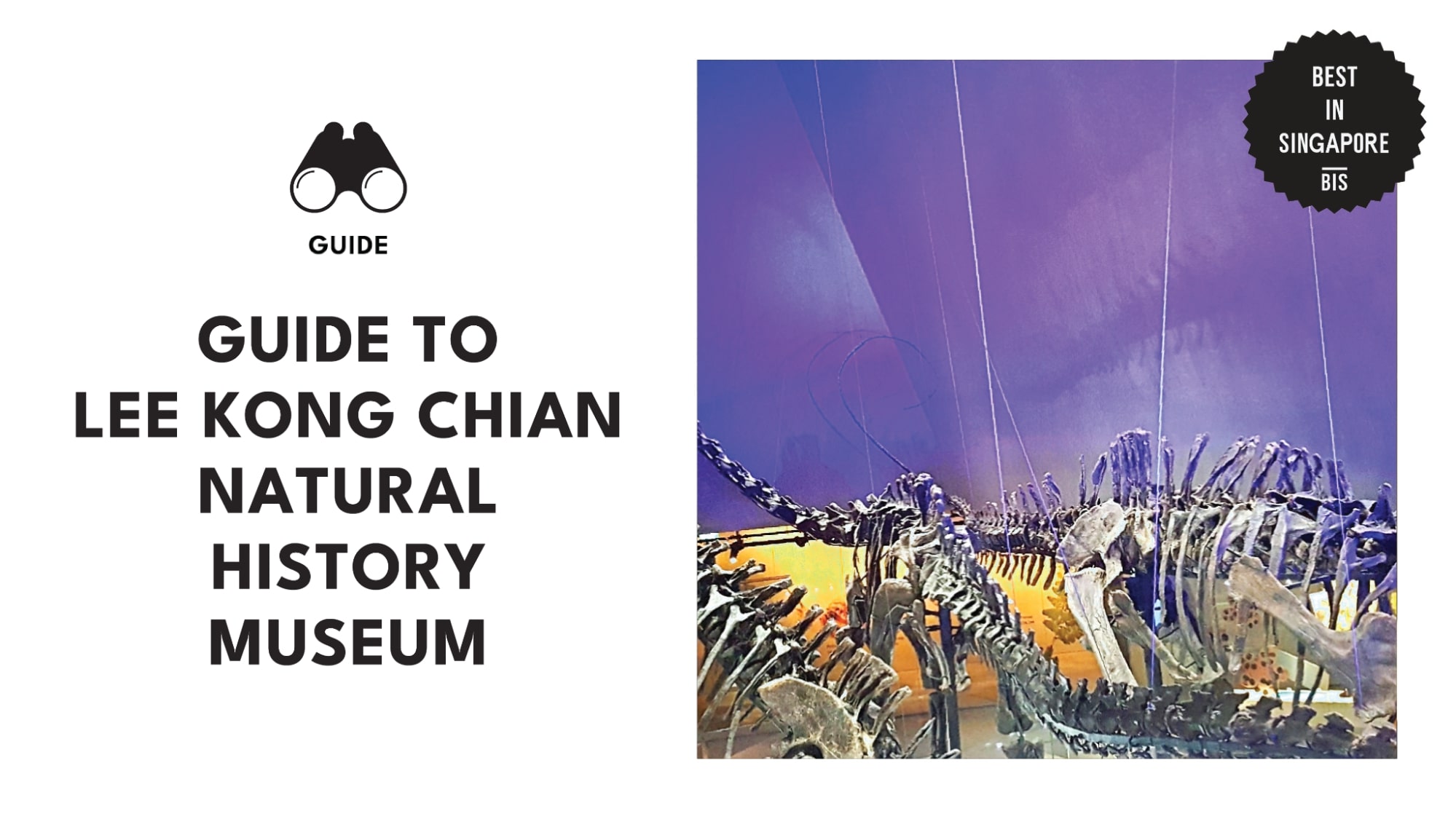 lee-kong-chian-natural-history-museum-guide-banner