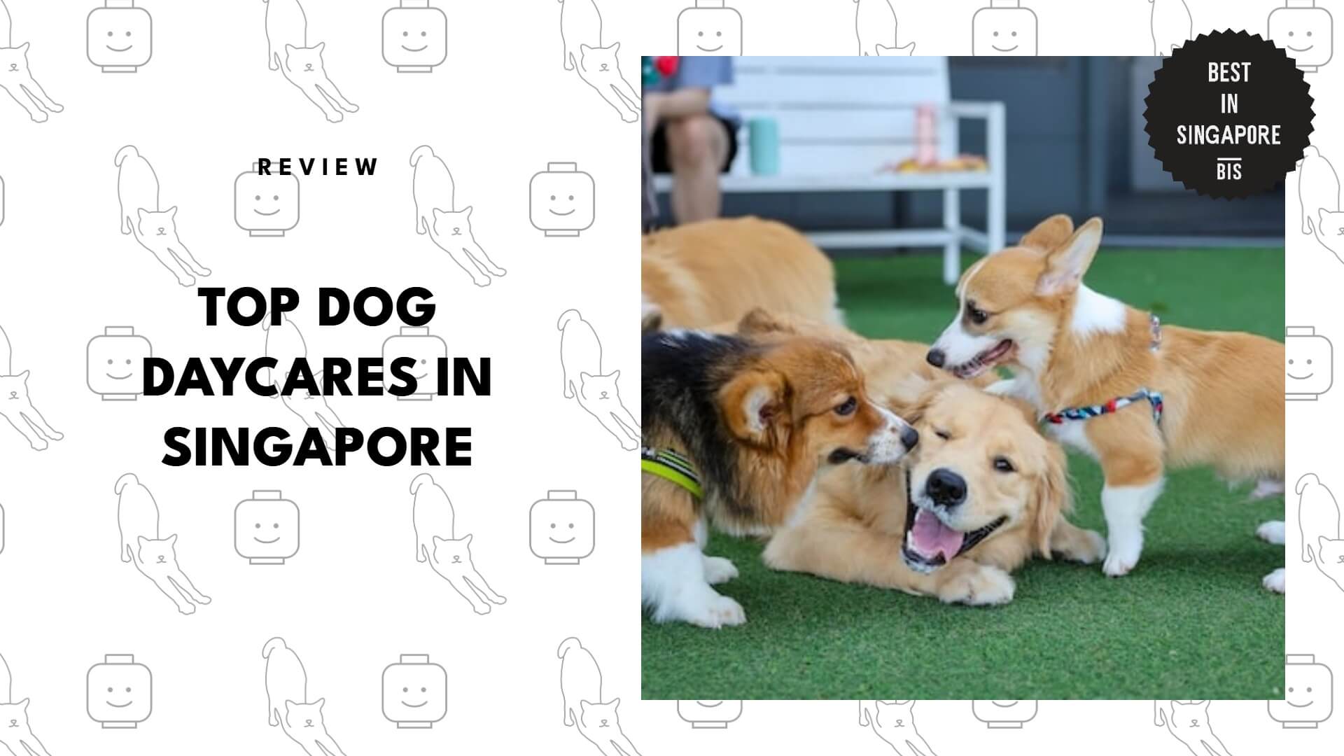 dog-daycares-in-singapore